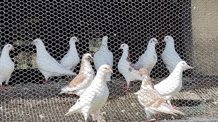 Couple de reproducteur