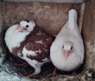 Pigeonneaux vivants pour consommation